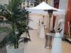 noleggio pianta palma e vasi luminosi