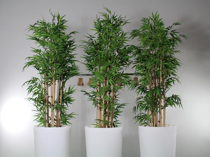 Noleggio pianta bambù ecologica e vaso X-Pot luminoso - NoleggioDesign